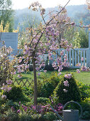 Prunus 'Kiku-Shidare-Zakura' (Japanische Hängezierkirsche)