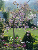 Prunus 'Kiku-Shidare-Zakura' (Japanese Hanging Cherry)