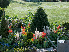 Green-white-orange border with Buxus (Boxwood)