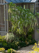 Wisteria floribunda 'Alba' (Weißblühender Blauregen) an Teehaus