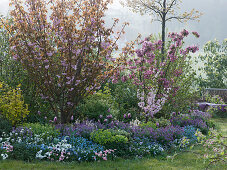 Spring bed with Prunus 'Kanzan' (ornamental cherry) 'Triloba' (almond tree)