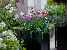 Tulipa 'Ballade' (Lily-flowered tulips), Myosotis (Forget-me-not)