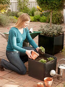 Planting tulips in tubs in autumn (3/5)