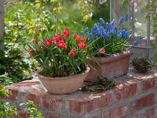 Putting green onions in pots in autumn