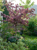 Malus 'Scarlet' (Zierapfelbaum) in Beet mit Rhus (Essigbaum), Myosotis