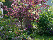 Malus 'Scarlet' (ornamental apple tree) in border with Rhus (vinegar tree), Myosotis