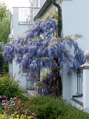 Wisteria sinensis (Blauregen) am Fallrohr , Beet mit Buxus (Buchs)