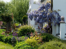 Wisteria sinensis (Blue-violet) at the downpipe, bed with Buxus (Box)