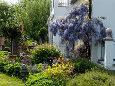 Wisteria sinensis (Blauregen) am Fallrohr, Beet mit Buxus (Buchs)