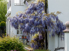 Wisteria sinensis (Blauregen) am Fallrohr