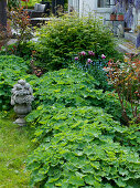 Perennial bed with Alchemilla (lady's mantle), Aruncus (honeysuckle)