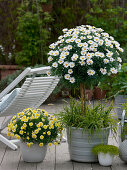 Argyranthemum 'Stella 2000', 'Sole Mio' (daisy), bush and stem