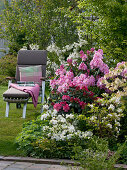 Rhododendron 'Scintillation' 'Morgenrot' (Alpine roses) 'Schneegold' (Snow gold)