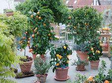 Dachterrasse mit Citrus-Pflanzen