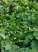 Fragaria vesca (Wild strawberries) as ground cover