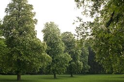 Aesculus hippocastanum (Kastanien) im Park