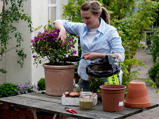 Transplanting bougainvillea into terracotta tubs