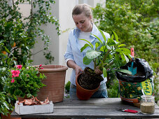 Planting angel's trumpet in a terracotta pot (1/3)