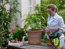 Planting angel's trumpet in a terracotta pot (3/3)