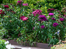 Dianthus barbatus (Bartnelken) im Beet mit Klinker-Einfassung