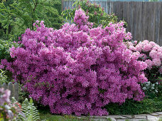 Rhododendron obtusum 'Kermesina' (Japanese azalea)