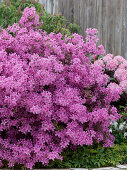 Rhododendron obtusum 'Kermesina' (Japanische Azalee)