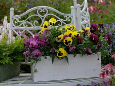 Viola wittrockiana (Pansy) in white wooden box