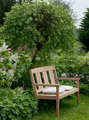 Wooden bench in front of Salix caprea 'Pendula' (Hanging catkin willow)