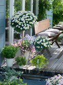 Wooden terrace with Argyranthemum 'Stella 2000'