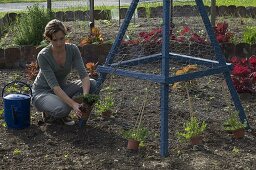 Woman plants sweet peas on self-made rank pyramid
