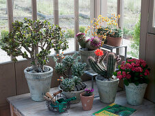 Crassula (Geldbaum), Euphorbia milii (Christusdorn), Mammillaria