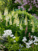 Lupinus polyphyllum 'Russels Nanum White' (lupines), Phlox divaricata