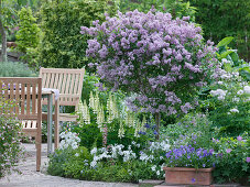 Syringa meyeri 'Palibin' in the bed with Lupinus polyphyllum