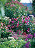 Pink-pink bed with perennials and dahlias