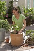 Plant tomato plant in bucket