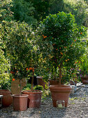 Citrus mitis 'Variegata' (Buntblättrige Calamondine), Citrus myrtifolia