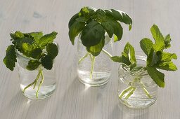 Melissa (lemon balm), Ocimum (basil), Mentha (mint)