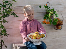 Boy with a kitchen sieve full of 'Cox Orange' apples