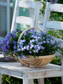 Campanula portenschlagiana (Cushion bellflower) in wooden basket