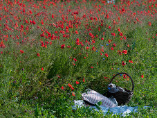 Picnic by a field of poppies