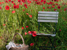 Folding chair by the poppy field