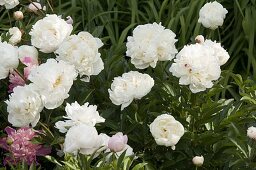 Paeonia lactiflora 'Festiva Maxima' (Pfingstrose)