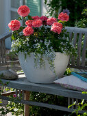 Rosa 'Emilien Guillot', Rosa 'Generosa' (Fragrant Rose), repeat flowering