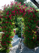 Rosa 'Greetings to Heidelberg' (Climbing roses) on a rose arch
