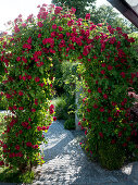 Rosa 'Gruß an Heidelberg' (Kletterrosen) an Rosenbogen