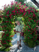 Rosa 'Greetings to Heidelberg' (climbing roses) on rose arch