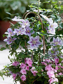 Clematis 'Piilu' (Wood Vine), Impatiens walleriana (Lily of the Field)