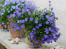 Campanula portenschlagiana (cushion bellflowers)