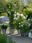 Weiße Terrasse: Lilium longiflorum 'Gelria' (Trompetenlilien), Solanum