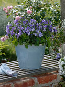 Campanula rotundifolia (Bellflower), Fragaria vesca (Strawberry of the Month)